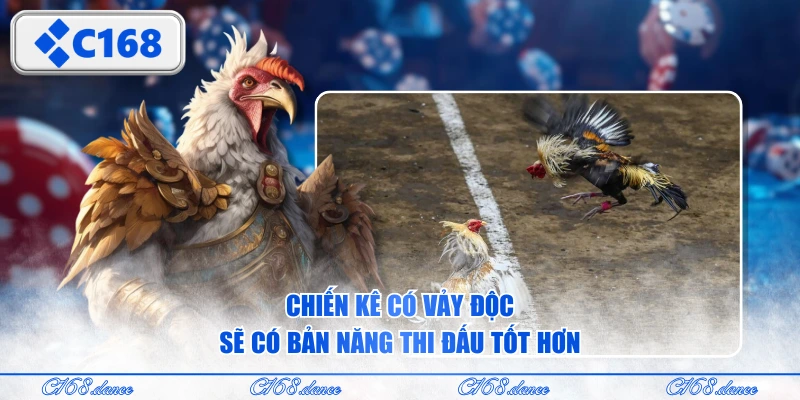 Chiến kê có vảy độc sẽ có bản năng thi đấu tốt hơn