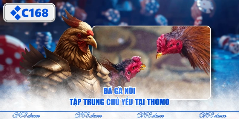 Đá gà nòi tập trung chủ yếu tại Thomo